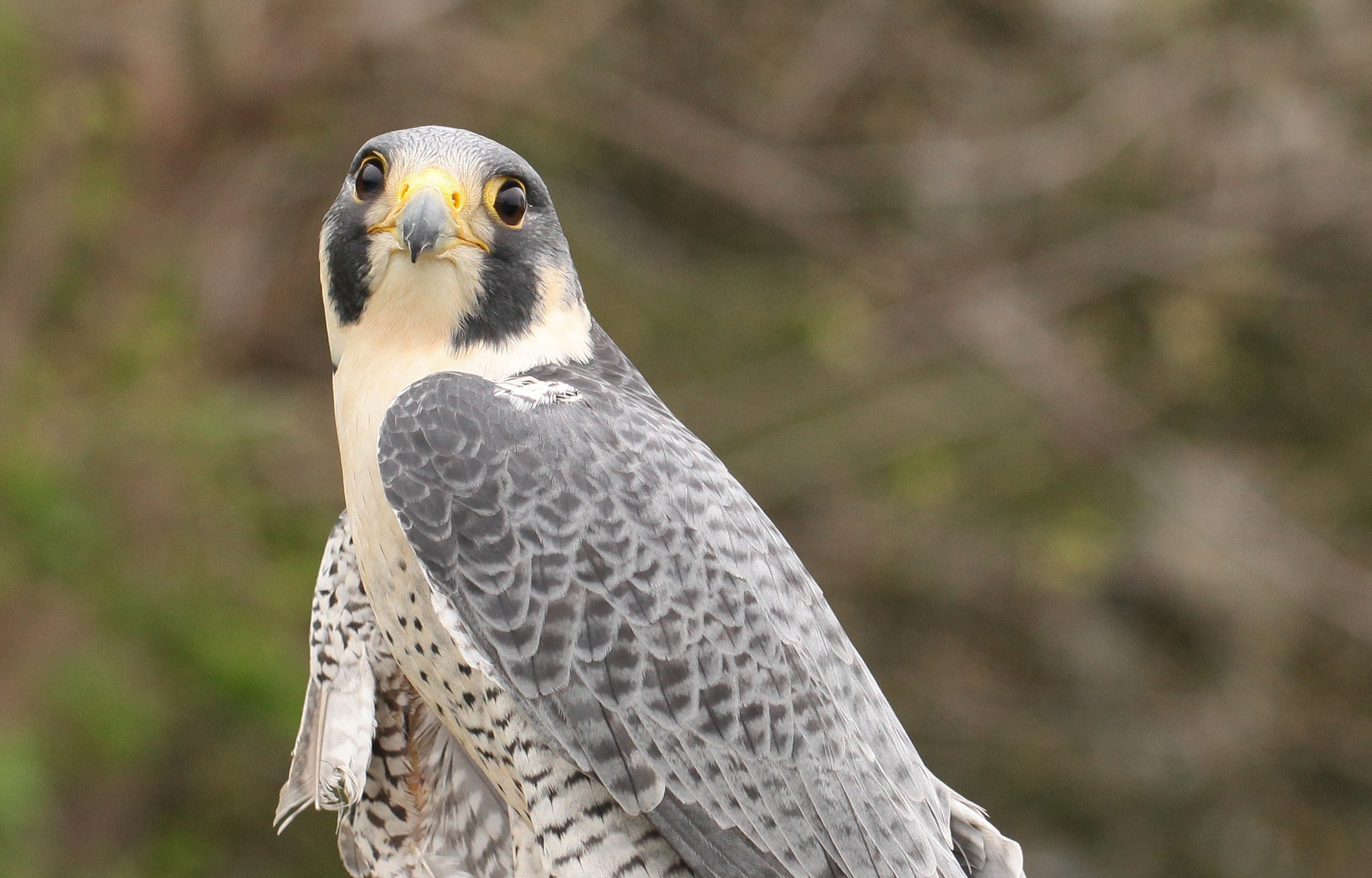 Peregrine falcon portrait